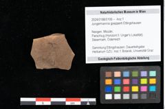 Foto (Objekt + Etikett) von Jungermannia goepperti Ettingshausen (NHMW-GEO-2024-0188-0106)